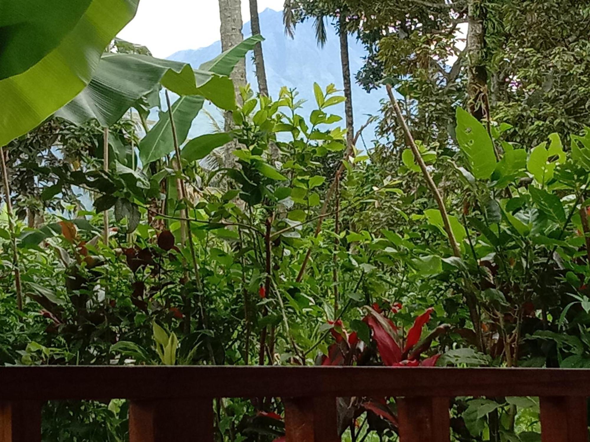 Banana Bungalows Тетебату Номер фото